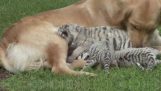 Hond keurt drie pasgeboren tigrakia