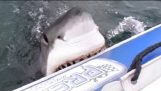 Witte haai aanvallende opblaasboot
