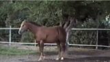 Смарт-лошадь берет яблоки