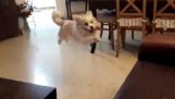 Tragico cane-super salto