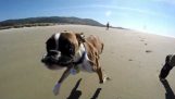 Ένας δίποδος σκύλος απολαμβάνει την πρώτη του βόλτα στην παραλία