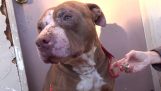 The rescue of a sick and stray pit bull