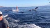 Wakeboard med delfiner
