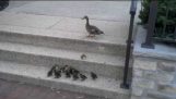 小鸭子们在台阶上