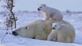 極地熊媽媽和她的幼崽一起玩