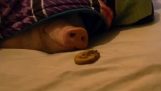 The pig and the biscuit