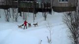 Horde of stray dogs attacking woman