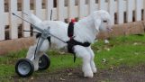 Nyfødte ged gør sine første skridt i kørestol
