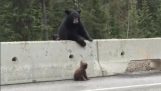 危険な高速道路から小さなクマを保存します。