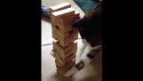 Pisica care joacă Jenga