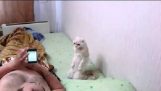When a cat from Russia heard the national anthem