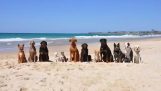 12 σκύλοι και μια γάτα στην παραλία