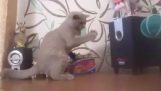 Mačka sa snaží chytiť basy