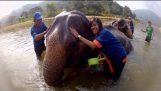 Κάνοντας μπάνιο έναν ελέφαντα στην Ταϋλάνδη 