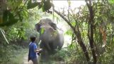 Туристически срещу слон