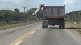 Cochon s'échappe du camion