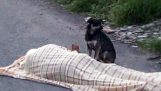 Loyal hund forbliver på siden af sin døde hans chef