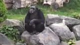 Ο χιμπατζής νεοναζί