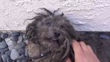 Διάσωση ενός εγκαταλελειμμένου σκύλου