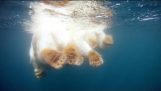 Kutup ayıları & İklim değişikliği: Buz arama