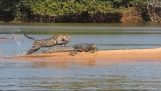 Jaguar atacando o crocodilo