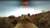 Primeira morte da Meg o leão – Capturado na GoPro