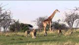 Giraffe захищає невелике стадо левів