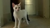 Eine behinderte Katze lernt wieder laufen