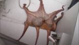 Úžasné maskování chobotnice