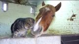 Кішка і коні в любив моменти