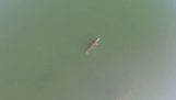 Krokodíl Kréta zábery z drone