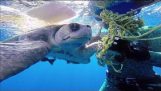Δύτες διασώζουν μια θαλάσσια χελώνα