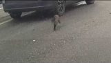 Russisk katten årsaker multi-bil ulykke