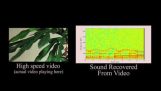 Visual のマイク: ビデオから音の受動的な回復