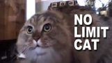 Nema limita mačka