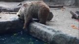 Corbeau sauve de la noyade, ours