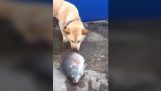 Собака пытается спасти рыбу;