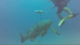 Stor grouper vs dykker