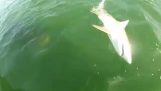 Τεράστιος ροφός κατασπαράζει καρχαρία