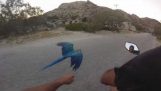 PAROS bir papağan ile sokak kavgası
