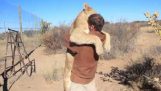 Lion and man in tender moments