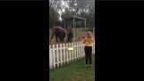 Elefantene danser mens du lytter til fiolin