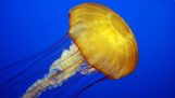 La puntura di una medusa al rallentatore
