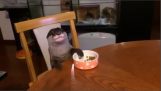 Una nutria comiendo la comida sobre la mesa