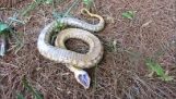 Ένα φίδι που το παίζει νεκρό