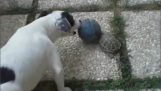 Χελώνα και σκύλος παίζουν ποδόσφαιρο