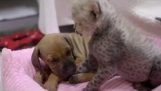 新生児チーターと子犬が一緒に成長します。