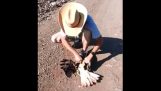 Un vultur este salvat de şarpe