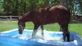 A horse in an inflatable pool