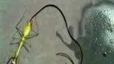Fyr dræber en zombie praying mantis, afslører en stor parasit bor inde